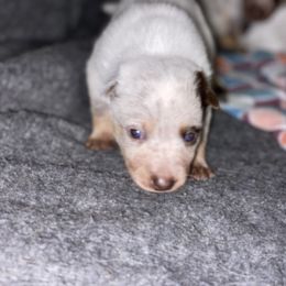 Australian Cattle Dog Puppies from Rising J Cattle Dogs