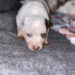 Australian Cattle Dog Puppies from Rising J Cattle Dogs