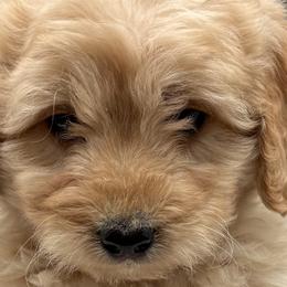 Cavapoos and Goldendoodles from Agape Southern Farms