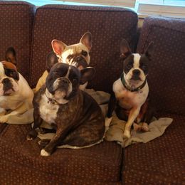 French Bulldog All Grown Up from Windy Willow's French Bulldog