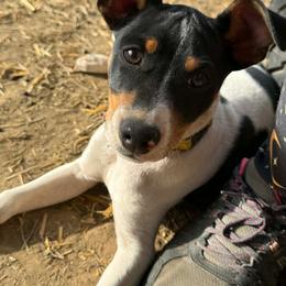 Clay (Clayton) - Black white and tan male Rat Terrier puppy in Molalla, Oregon from The Puppy Patch Rat Terriers