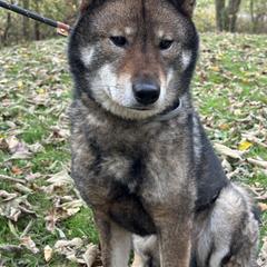 Poodle and Shikoku All Grown Up from Kiseki No Yama