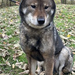 Poodle and Shikoku All Grown Up from Kiseki No Yama