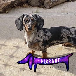 Gaga - Dachshund