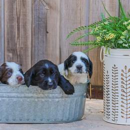 English Cocker Spaniel puppies from HighBrassGunDogs