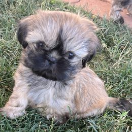 Shih Tzus from Wendy's Shih Tzus