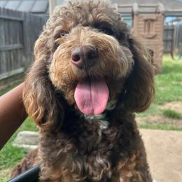 Bernedoodle puppies from Harper’s Heartbeats