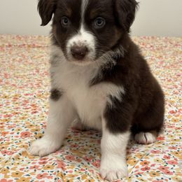 Ranger - Red tri-color male Australian Shepherd puppy in Belton, Texas from Southern Copper Sun Aussies