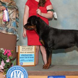 Rottweilers from Dragonflytkennels