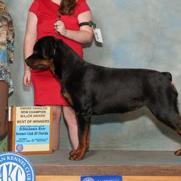 Rottweilers from Dragonflytkennels