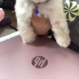 Shih Tzu Puppies from Pup Paw-lace