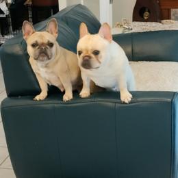 French Bulldog Puppies from Legends Frenchton's and French Bulldogs