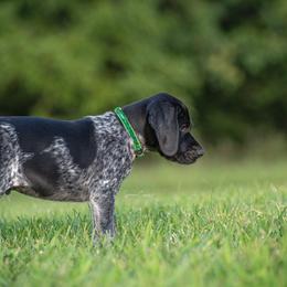 German Shorthaired Pointer and Vizsla Puppies from Nosam Kennels