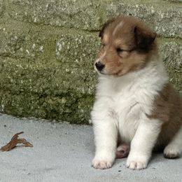 Boy 1 - Sable and white Collie puppy in Dacula, Georgia from Whitehall Collies