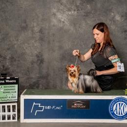 CH Ketta - Yorkshire Terrier