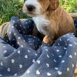 Cockapoo Puppies from ApplebyFarm