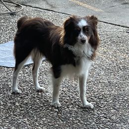 Lucy - Toy Australian Shepherd