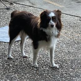 Lucy - Toy Australian Shepherd