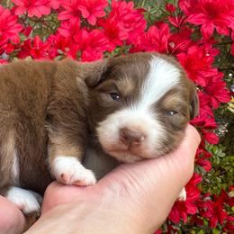 AKC Waffle (Natural Tail) - Red tri-color male Australian Shepherd puppy in Jonesborough, Tennessee from 5AFarms