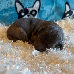Onyx - Blue merle female Aussiedoodle puppy in Kensington, Ohio from Hickory Hideaway Doodles