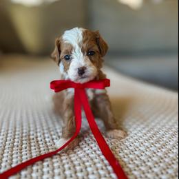 Bean - Red  male Goldendoodle puppy in New Harmony, Indiana from Cottonwood Farms