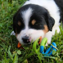 English Shepherd Puppies from Town & Country English Shepherds