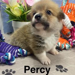 Percy - Red male Pembroke Welsh Corgi puppy in Apison, Tennessee from Ashmore Corgis