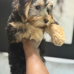 Old English Sheepdog, Poodle, Sheepadoodle, and Yorkipoo Puppies from Love Tallulah Sheepadoodles LLC
