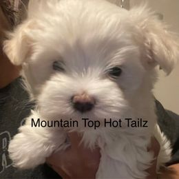 Sleepy collar yellow - White male Maltese puppy in Taylorsville, North Carolina from Mountain Top Hot Tailz