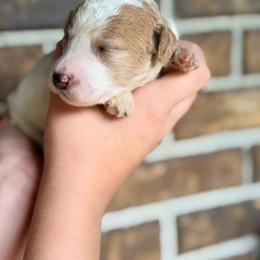 Maple - Parti female Goldendoodle puppy in Macclenny, Florida from Baker County Goldendoodles