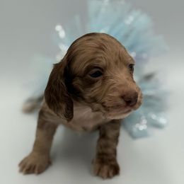 Solid Chocolate Dapple Female - Dapple female Dachshund puppy in North Branch, Michigan from Doxie View Acres