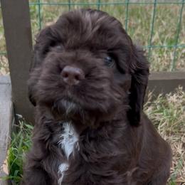 Little Blue - Brown male Cocker Spaniel puppy in Palestine, Texas from Chocolate Cocker Spaniels