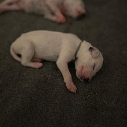 Rampage - White and black male Dalmatian puppy in Mount Vernon, Missouri from Spots & Spirals