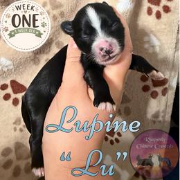 Lupine - Black and white male Chinese Crested puppy in Sweet Home, Oregon from Rhapsody Poodles & Cresteds