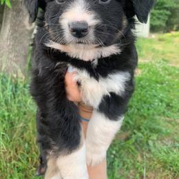 Miniature Australian Shepherd and Toy Australian Shepherd Puppies from North Georgia Gems