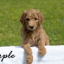 Girl 5 - Poodle puppy in Cleveland, Texas from Mayday Quality Poodles