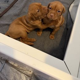 Vizsla Puppies from Ana Lane Vizslas