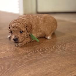 Easter - Apricot male Maltipoo puppy in El Dorado, Arkansas from Magnolia Mini Doodles