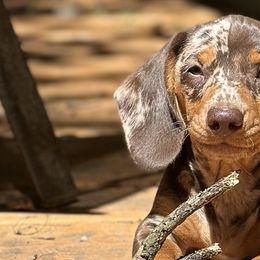 Dachshunds from Freyja’s Legacy Dachshunds