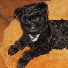 Affenpinscher Puppies from Coachlight