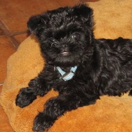 Affenpinscher Puppies from Coachlight