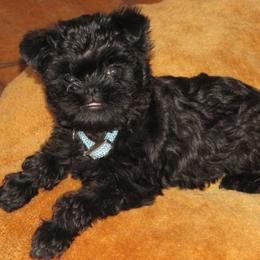 Affenpinscher Puppies from Coachlight