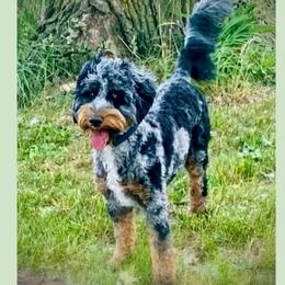 Luna - Bernedoodle