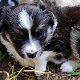 Australian Shepherds, Miniature Australian Shepherds, and Toy Australian Shepherds from Within The Nile Aussies LLC