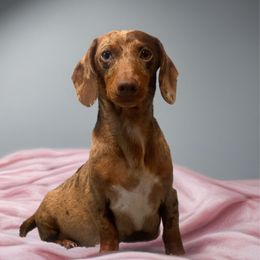 Sage - Dachshund