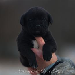 Girl 3 - Black female Cane Corso puppy in Cable, Ohio from Americana Cane Corso