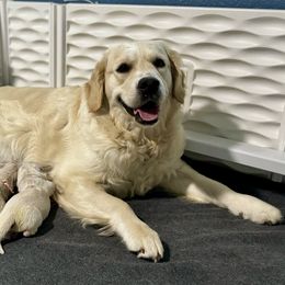Golden Retriever Puppies from Lakemist Retrievers