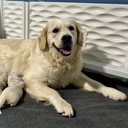 Golden Retriever Puppies from Lakemist Retrievers