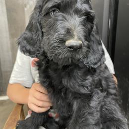 Bernedoodle and Pyredoodle Puppies from Washington Bernedoodles & Pyredoodles