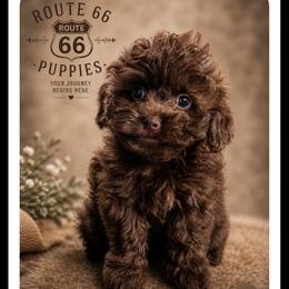 Reese - Brown male Shihpoo puppy in Delphos, Ohio from Route 66 Poodles & Doodles, Sapphire Shih-tzu's of Ohio